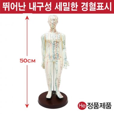 침구동인형여자 50cm HD9001ZY 인체모형 사람인체구조 아나토미 뇌구조 대뇌 위모형 간모형 뇌모형 두개골 척추 인대 근육모형 인체해부도 뇌혈관 전신모형 동인형 뇌해부 인체모형 소형 사람인체구조 아나토미 위모형 간모형 뇌모형 두개골 척추 인대 근육모형 인체해부도 척골 요골 전신모형 동인형 경혈인형 손모형 발모형