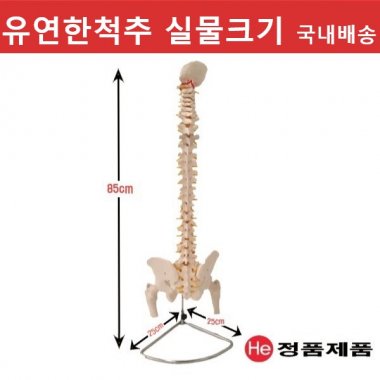 척추모형 대퇴골(골반)포함 2003GG 고관절 생식기구조 심폐소생술 인체해부도 인체모형 사람인체구조 요골 두개골 대퇴부골절 척골 깁스