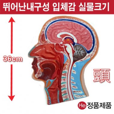 머리단면모형 해부모형 2002JP 인체모형 소형 사람인체구조 아나토미 위모형 간모형 뇌모형 두개골 척추 인대 근육모형 인체해부도 척골 요골 전신모형 동인형 경혈인형 손모형 발모형