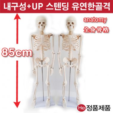 전신골격모형 85cm (S2001GG) 인체모형 척추 치아 해부도 신체 병원 아나토미 전시용