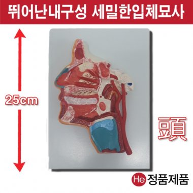 얼굴단면모형 근육포함 해부모형 3002JP 인체모형 소형 사람인체구조 아나토미 위모형 간모형 뇌모형 두개골 척추 인대 근육모형 인체해부도 척골 요골 전신모형 동인형 경혈인형 손모형 발모형